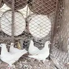 زغليل حمام فرنسي