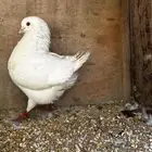 حمام كنق و رقاصي و بلجيكي و شرازي