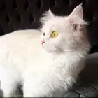 قطط الاحساء