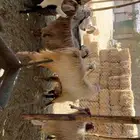 معزى اشباب بفحولها