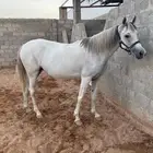 فرس شعبية