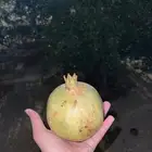 رمان للبيع