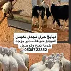 ذبايح بلدي فاخره