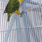 انثى كايك وايت بلي