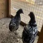 دجاج كويتي للبيع