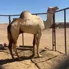 للبيع جمل فحل