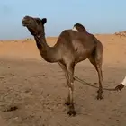 للبيع رحول طوع