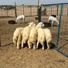 ذبايح طليان حري ذبح وتوصيل
