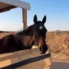 فرس إنجليزي للبيع