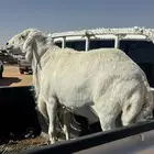 فحل كفو مشروط شرط ينسف