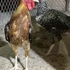 ديوك