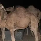 بعير