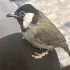 بلبول للبيع