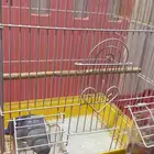 روز ذكر ازرق مع القفص