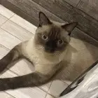 قط ضايع   ضائع بحي النخيل