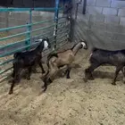 تيوس الام عارضيه والابو جنوبي