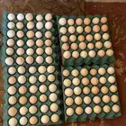 بيض فرنسي احمر