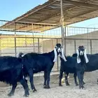 معزا عوارض طيبات