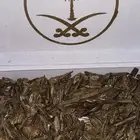 عود دقة كلمنتان VIP