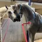 حصان شعبي للبيع