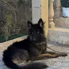 كلب جيرمان