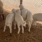ذبايح حريات هرافي