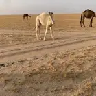 حفرالباطن القيصومة