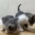 بساس صغيره