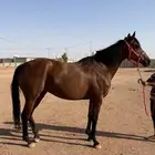 فرس ركوب