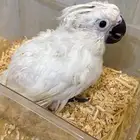 كوكاتو