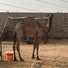 قعود لباني