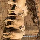 طليان ذبايح للبيع