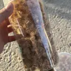 بذور أرطى