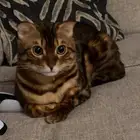 اعلان تزاوج