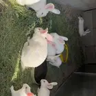 ارانب فرنسيه