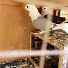 حمام زينه