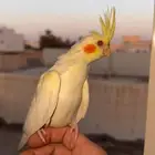 فروخ كروان