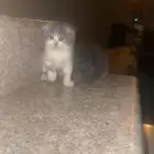 قطط شيرازي للبيع