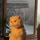 قطه سكوتش مهجن انثى
