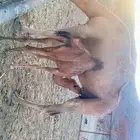 خلفات