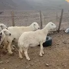 ضان حيل ضحايا فل شحم