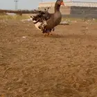 السلام عليكم وز زينه للبيع مفتل