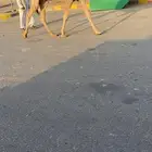 للبيع قعود حيسوني اشقح (تم البيع)