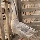وز عرافي