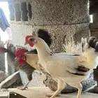 دجاج للبيع