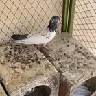 حمام انثى باكستاني تيدي