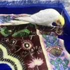 مفقود على من يجده التواصل