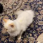 قط هيمالايا للبيع