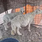 حريات