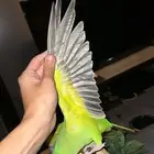 بغبغاء الدره